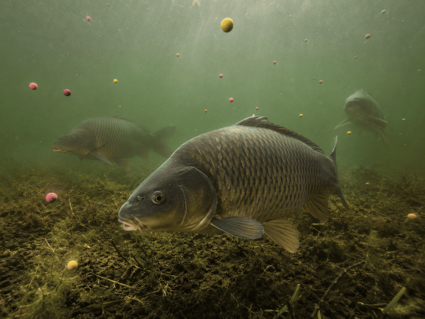 kulki POP UP do zestawów karpiowych Excellent Baits